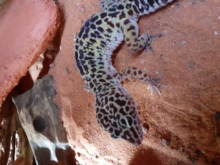 Das ist unser Leopardgecko Alexa/Tilia.