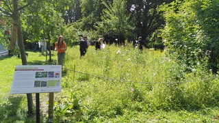 Es blüht und summt an der MPS – Projekt „Blütenbunt – Insektenreich“